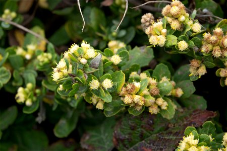 Baccharis pilularis ssp. pilularis. Subspecies of plant.