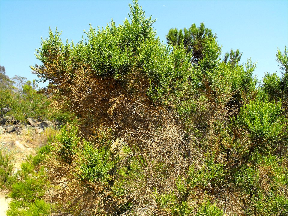 Baccharis pilularis (coyote brush) — in native California chaparral habitat.
At the San Diego Zoo Safari Park (San Diego Wild Animal Park), near Escondido, California.
