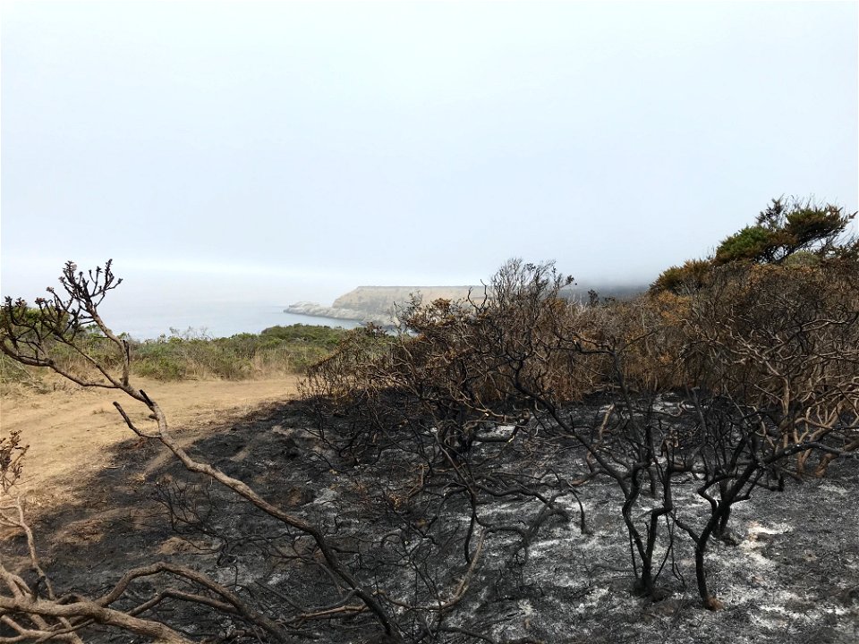 Woodward Fire - Burnt Coyote Bush and Point Resistance - August 23, 2020 - 10:24 am