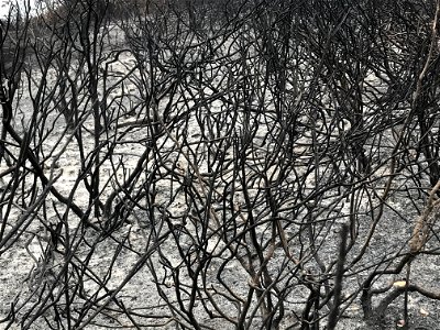 Woodward Fire - Burnt Coyote Bush at Sky Campground - September 1, 2020 - 3:21 pm