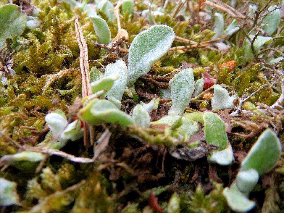 Sand-Strohblume (Helichrysum arenarium) im Naturschutzgebiet Hirschacker und Dossenwald