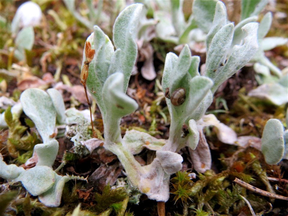 Sand-Strohblume (Helichrysum arenarium) im Naturschutzgebiet Hirschacker und Dossenwald