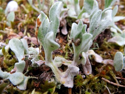Sand-Strohblume (Helichrysum arenarium) im Naturschutzgebiet Hirschacker und Dossenwald photo
