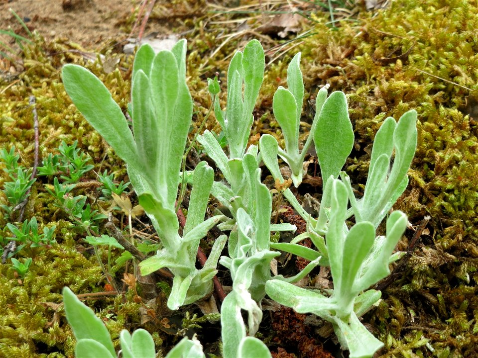 Sand-Strohblume (Helichrysum arenarium) im Naturschutzgebiet Hirschacker und Dossenwald