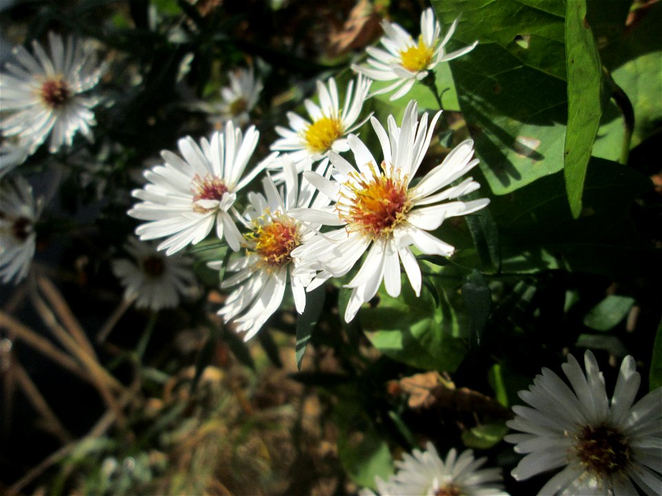 Lanzettblättrige Aster (Symphyotrichum lanceolatum) in der Gustav-Clauss-Anlage in St. Ingbert - eingeschleppt aus Nordamerika