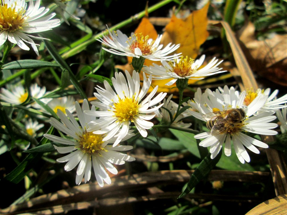 Lanzettblättrige Aster (Symphyotrichum lanceolatum) in der Gustav-Clauss-Anlage in St. Ingbert - eingeschleppt aus Nordamerika
