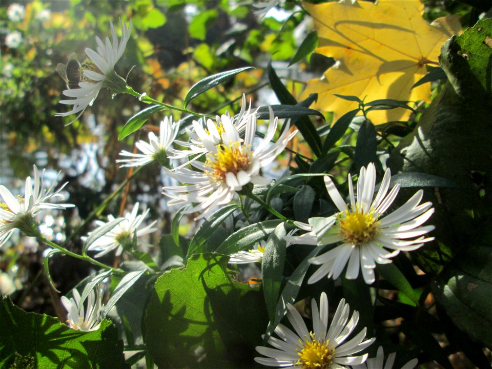 Lanzettblättrige Aster (Symphyotrichum lanceolatum) in der Gustav-Clauss-Anlage in St. Ingbert - eingeschleppt aus Nordamerika