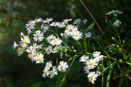 panicled aster (Symphyotrichum lanceolatum)