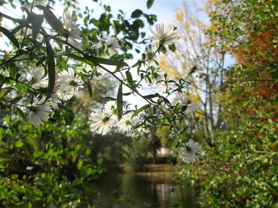 Lanzettblättrige Aster (Symphyotrichum lanceolatum) in der Gustav-Clauss-Anlage in St. Ingbert - eingeschleppt aus Nordamerika