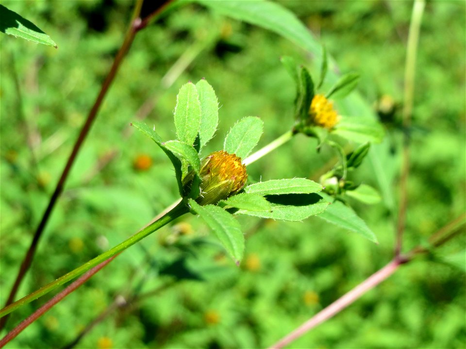 Schwarzfrüchtiger Zweizahn (Bidens frondosa) im Naturschutzgebiet "St. Arnualer Wiesen"