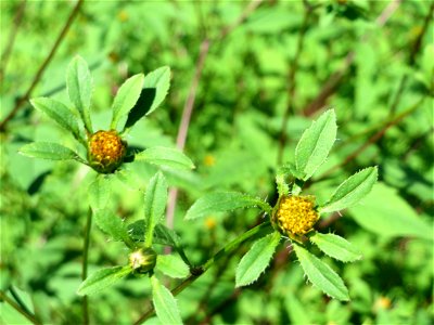 Schwarzfrüchtiger Zweizahn (Bidens frondosa) im Naturschutzgebiet "St. Arnualer Wiesen"