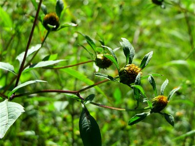 Schwarzfrüchtiger Zweizahn (Bidens frondosa) im Naturschutzgebiet "St. Arnualer Wiesen"