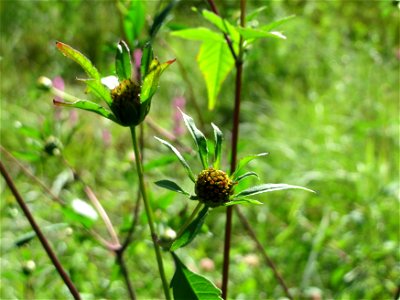Schwarzfrüchtiger Zweizahn (Bidens frondosa) im Naturschutzgebiet "St. Arnualer Wiesen"