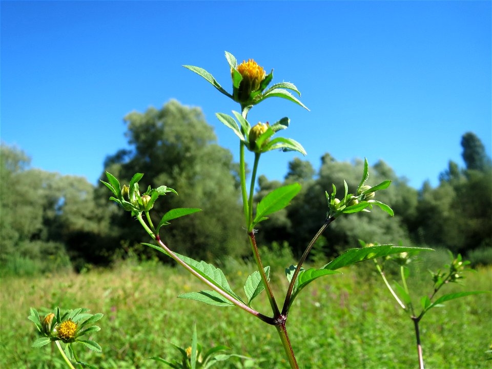 Schwarzfrüchtiger Zweizahn (Bidens frondosa) im Naturschutzgebiet "St. Arnualer Wiesen"