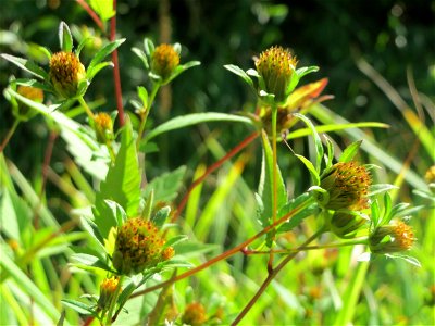 Schwarzfrüchtiger Zweizahn (Bidens frondosa) im Naturschutzgebiet "St. Arnualer Wiesen"