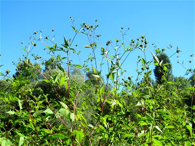 Schwarzfrüchtiger Zweizahn (Bidens frondosa) im Naturschutzgebiet "St. Arnualer Wiesen" photo