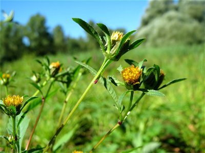 Schwarzfrüchtiger Zweizahn (Bidens frondosa) im Naturschutzgebiet "St. Arnualer Wiesen" photo