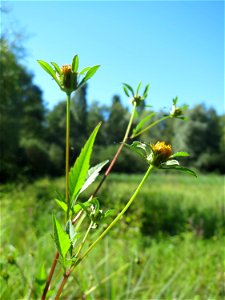 Schwarzfrüchtiger Zweizahn (Bidens frondosa) im Naturschutzgebiet "St. Arnualer Wiesen" photo
