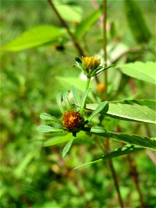 Schwarzfrüchtiger Zweizahn (Bidens frondosa) im Naturschutzgebiet "St. Arnualer Wiesen" photo