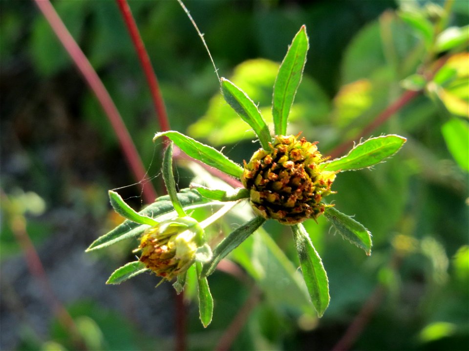 Schwarzfrüchtiger Zweizahn (Bidens frondosa) - Die mit Steinplatten befestigte Uferböschung am Rhein bei Altlußheim hat eine besondere Vegetation mit z.T. seltenen Pflanzen