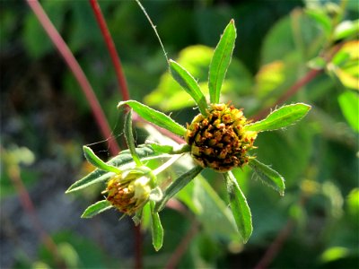 Schwarzfrüchtiger Zweizahn (Bidens frondosa) - Die mit Steinplatten befestigte Uferböschung am Rhein bei Altlußheim hat eine besondere Vegetation mit z.T. seltenen Pflanzen