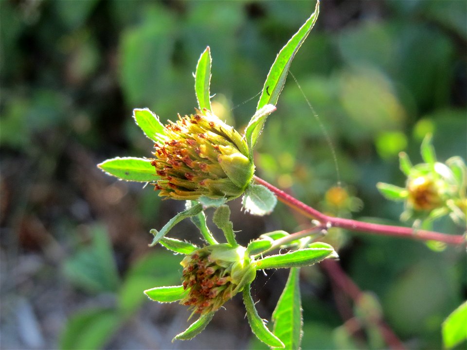 Schwarzfrüchtiger Zweizahn (Bidens frondosa) - Die mit Steinplatten befestigte Uferböschung am Rhein bei Altlußheim hat eine besondere Vegetation mit z.T. seltenen Pflanzen