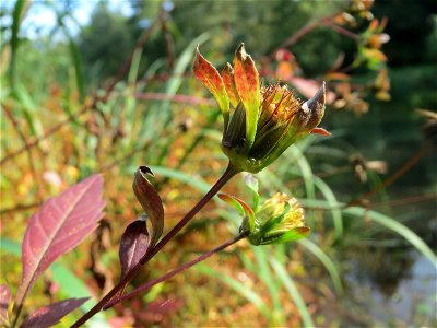 Schwarzfrüchtiger Zweizahn (Bidens frondosa) am Tabaksweiher bei Sankt Arnual