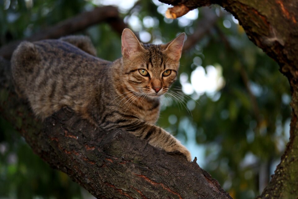 Cute tree climbing