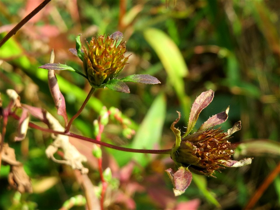 Schwarzfrüchtiger Zweizahn (Bidens frondosa) am Tabaksweiher bei Sankt Arnual