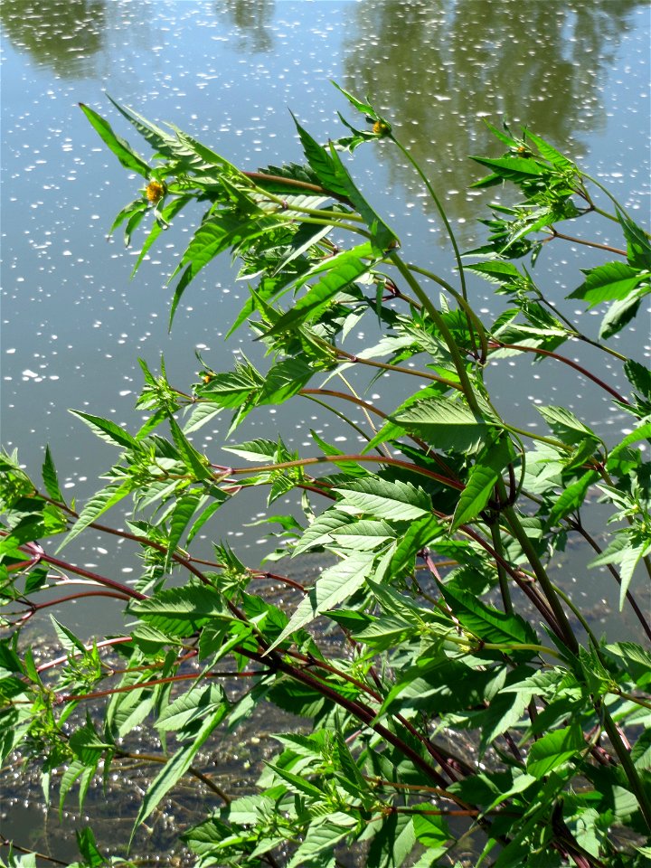 Schwarzfrüchtiger Zweizahn (Bidens frondosa) an der Saaraue Güdingen