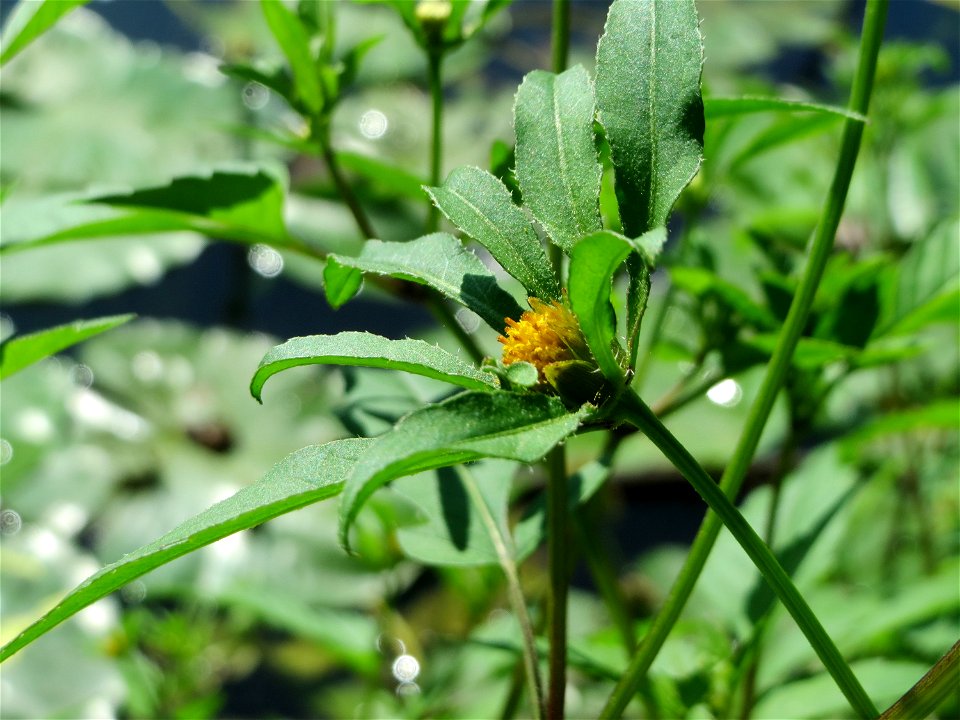 Schwarzfrüchtiger Zweizahn (Bidens frondosa) am Osthafen Saarbrücken