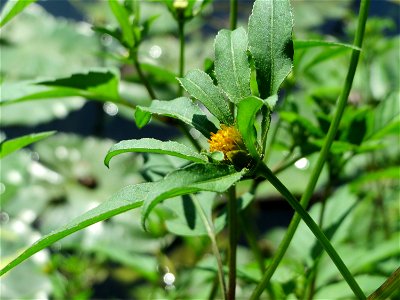 Schwarzfrüchtiger Zweizahn (Bidens frondosa) am Osthafen Saarbrücken