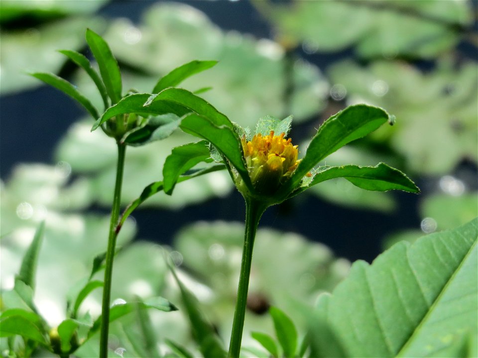 Schwarzfrüchtiger Zweizahn (Bidens frondosa) am Osthafen Saarbrücken