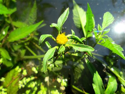 Schwarzfrüchtiger Zweizahn (Bidens frondosa) an der Saar in Saarbrücken - unterhalb vom Ruderclub "Undine" findet sich ein Kleinbiotop mit einer Vielzahl von typischen Ufer-Pflanzen