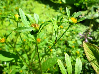 Schwarzfrüchtiger Zweizahn (Bidens frondosa) an der Saar in Saarbrücken - unterhalb vom Ruderclub "Undine" findet sich ein Kleinbiotop mit einer Vielzahl von typischen Ufer-Pflanzen
