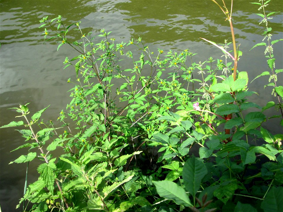 Schwarzfrüchtiger Zweizahn (Bidens frondosa) an der Saar in Alt-Saarbrücken