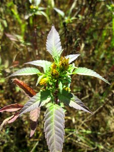 Schwarzfrüchtiger Zweizahn (Bidens frondosa) im Naturschutzgebiet „St. Arnualer Wiesen“ photo