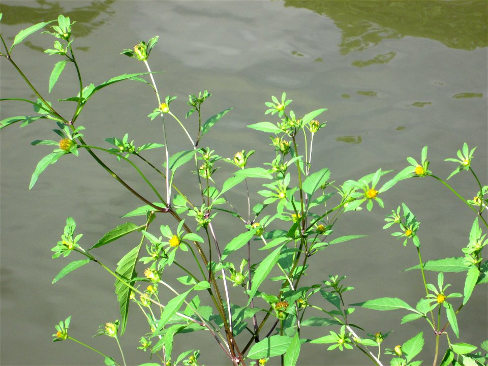 Schwarzfrüchtiger Zweizahn (Bidens frondosa) an der Saar in Alt-Saarbrücken