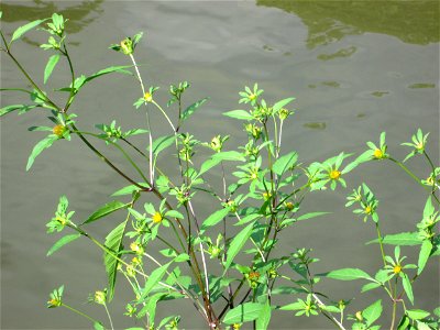 Schwarzfrüchtiger Zweizahn (Bidens frondosa) an der Saar in Alt-Saarbrücken