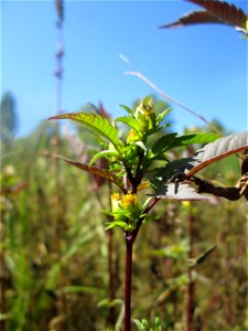 Schwarzfrüchtiger Zweizahn (Bidens frondosa) im Naturschutzgebiet „St. Arnualer Wiesen“ photo