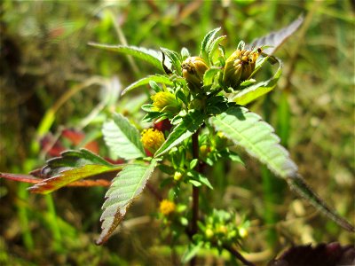 Schwarzfrüchtiger Zweizahn (Bidens frondosa) im Naturschutzgebiet „St. Arnualer Wiesen“ photo