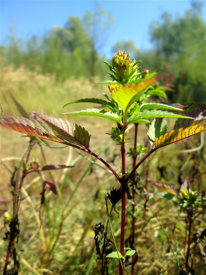 Schwarzfrüchtiger Zweizahn (Bidens frondosa) im Naturschutzgebiet „St. Arnualer Wiesen“