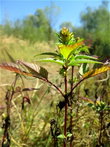 Schwarzfrüchtiger Zweizahn (Bidens frondosa) im Naturschutzgebiet „St. Arnualer Wiesen“ photo