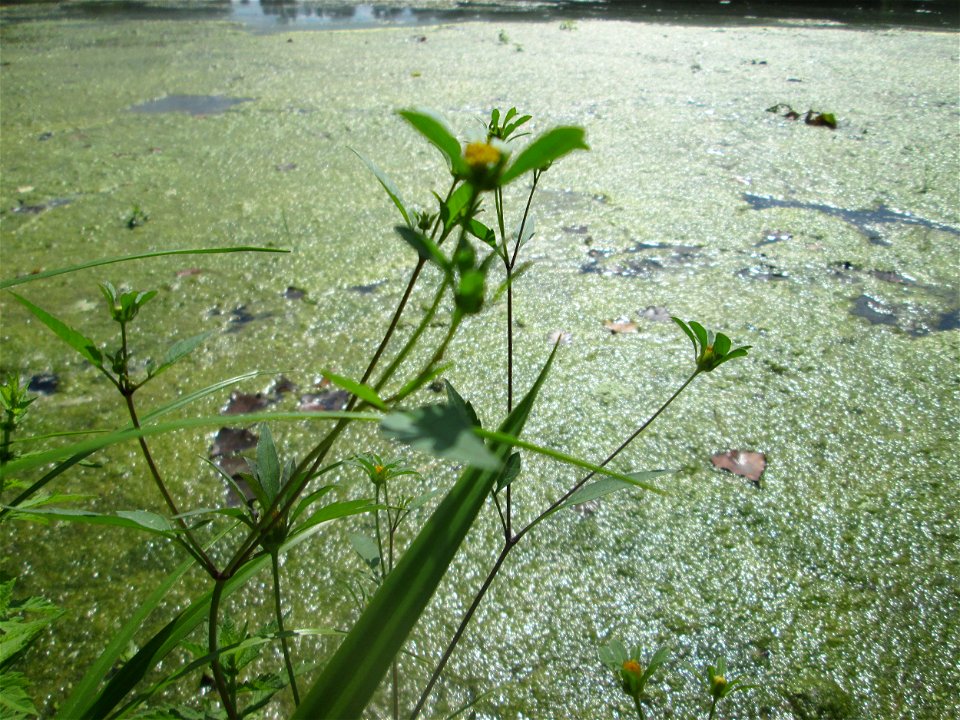 Schwarzfrüchtiger Zweizahn (Bidens frondosa) am Großen Weiher im Schwetzinger Schlossgarten