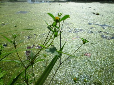 Schwarzfrüchtiger Zweizahn (Bidens frondosa) am Großen Weiher im Schwetzinger Schlossgarten