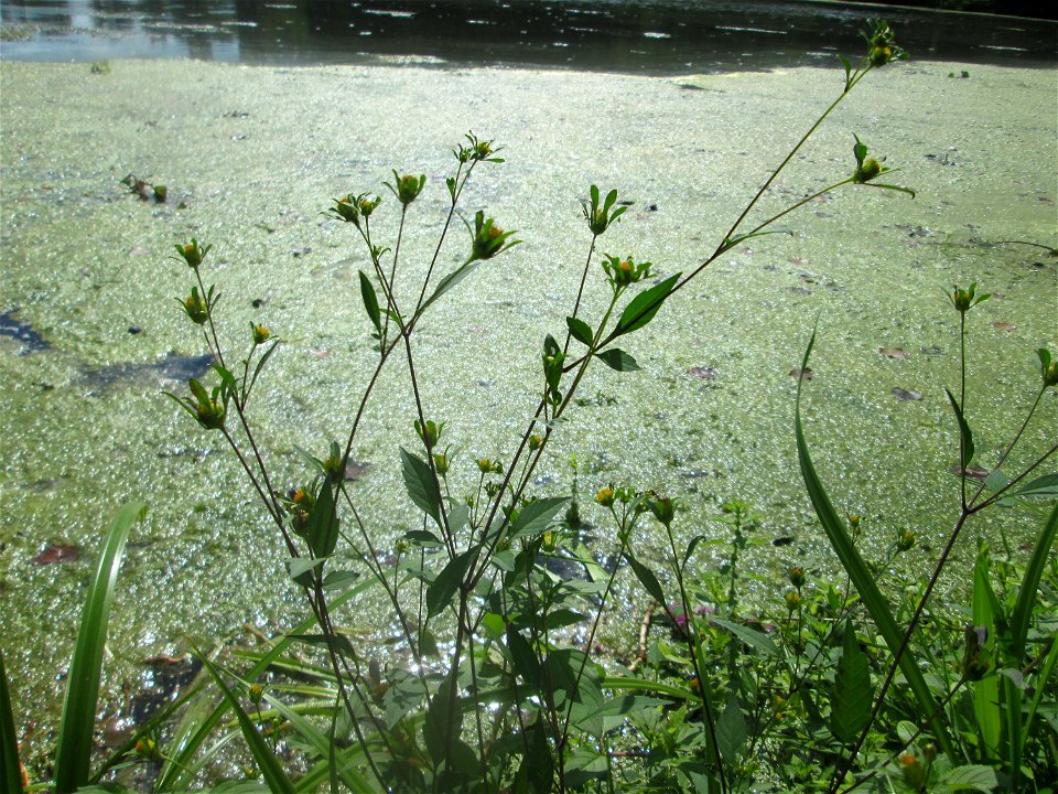 Schwarzfrüchtiger Zweizahn (Bidens frondosa) am Großen Weiher im Schwetzinger Schlossgarten