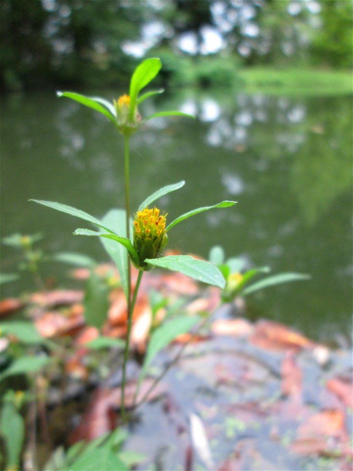 Schwarzfrüchtiger Zweizahn (Bidens frondosa) im Schwetzinger Schlossgarten
