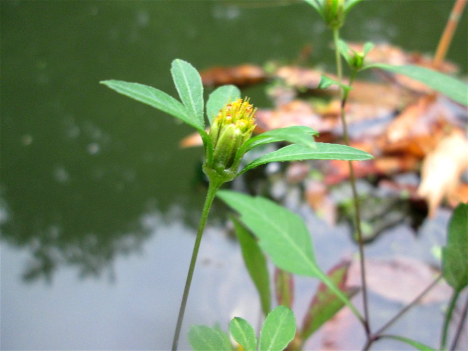 Schwarzfrüchtiger Zweizahn (Bidens frondosa) im Schwetzinger Schlossgarten