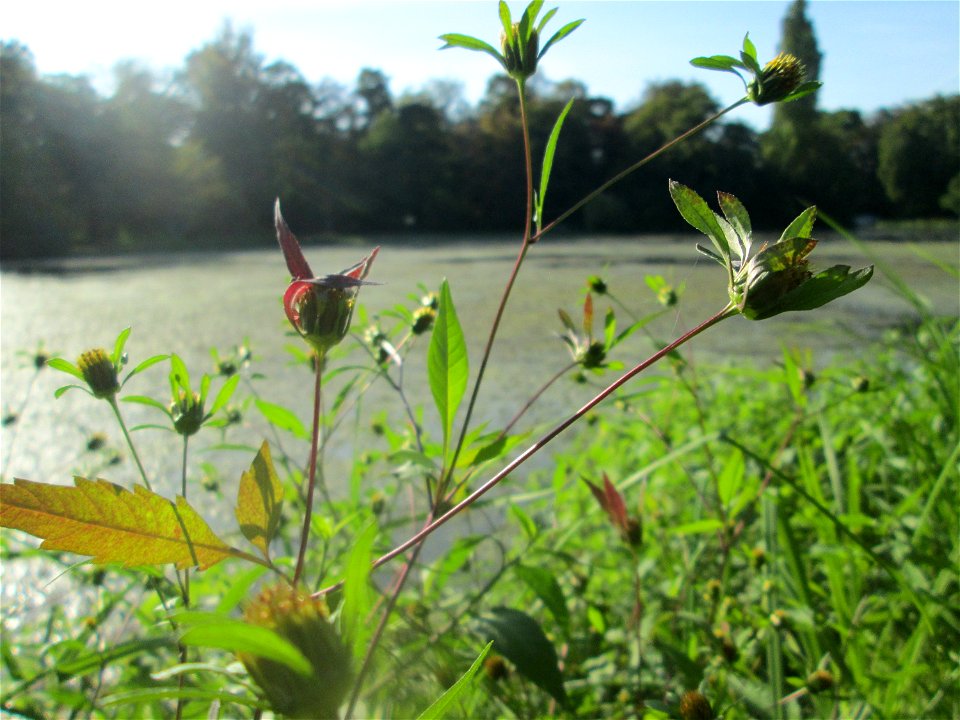 Schwarzfrüchtiger Zweizahn (Bidens frondosa) am Großen Weiher im Schwetzinger Schlossgarten