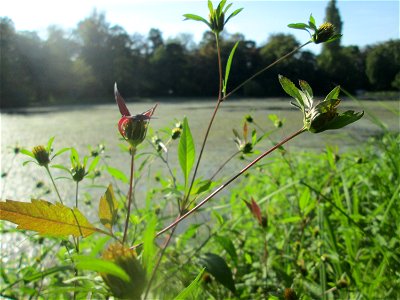 Schwarzfrüchtiger Zweizahn (Bidens frondosa) am Großen Weiher im Schwetzinger Schlossgarten